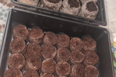 My pepper journey