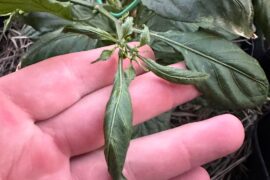 What causes leaves to grow in like this?