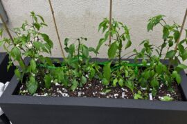 Peppers Struggling a bit