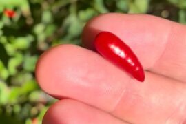 Small Red pepper ID