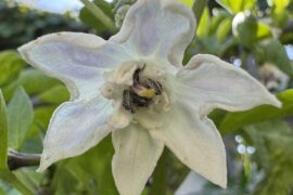 Really cool flower on my NuMex Lemon Spice