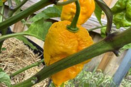 7 Pot Yellow ripening