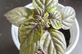 Pink tiger losing color