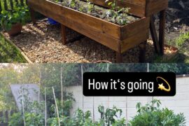 How it started and how it‘s going - raised bed update