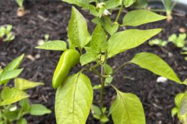 Help identifying pepper