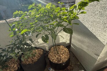 How to support the stick isn’t doing anything