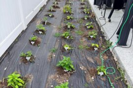 Plants are looking great