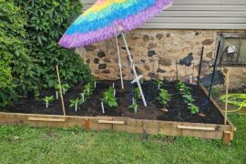 33 plants in the ground. Don't mind the wifes umbrella.