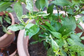 Love me some random variegation