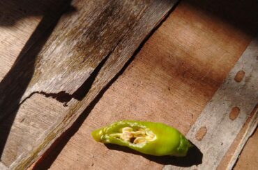 Could a cockroach be chomping my peppers?