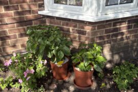 Weird fertiliser question?