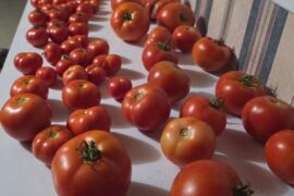 Needing help with roasting alot of garden tomatoes on grill. Worried some of my deep set cookie sheets are aluminum and will warp on grill.