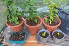 First time grower, how are my girls looking?