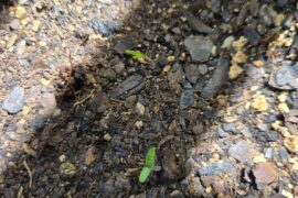 Purple Habanero sprouts