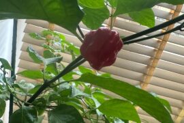 Pepper Id?