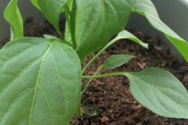 What’s wrong with my bell pepper ? PLEASE HELP