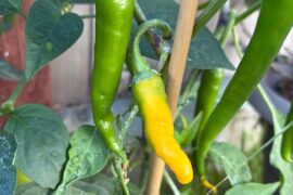 What are these chilis that are turning yellow first?