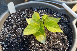 New 7pot very pale, think they will survive?