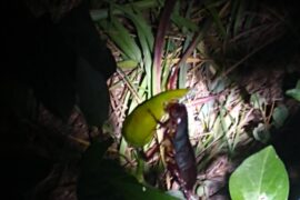 Update: Yes, cockroaches are eating my chilis
