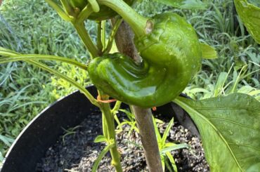 Cayenne?