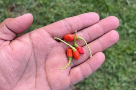 Did i stunt my peppers of what happened... Mayan red Habs lol