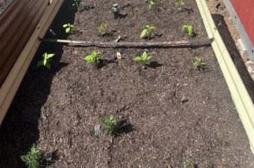 Carolina Reapers not growing.