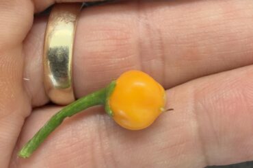 First Habanero!