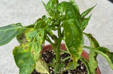 What is wrong with my Chiles?