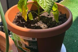 question about potting and harvest