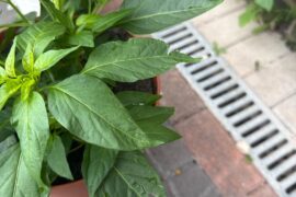 Growing advice