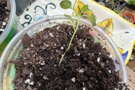 Seedling SOS