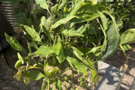 What is wrong with my bell pepper plant?