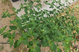 Pepper Plant I.D.