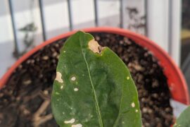 Should I remove these leaves?