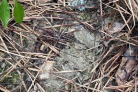 Any way to help with drainage in yard?