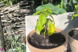 My habanero is sad.