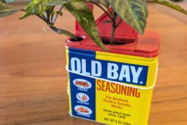 Old Bay-bae