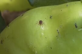 friend or foe?