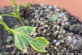 What's wrong with my pepper plant?