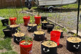 Recovering from transplant shock