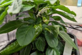 Big peppers for a tiny plant!