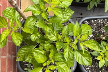 Needs nutrients or not?