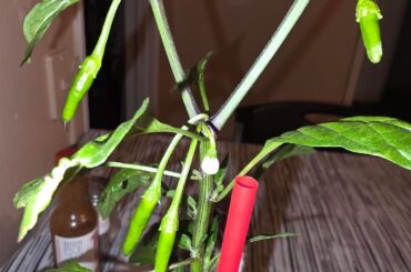 Pepper identification? They both came from the same pack so should both be bolivian rainbow pepper here are both