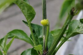It's happening! My first pepper is growing!