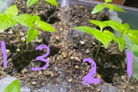 Which baby habaneros should I keep?