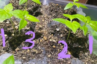 Which baby habaneros should I keep?