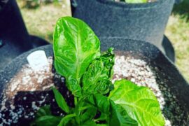 Need help with my chillis :(