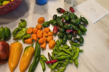 Today's harvest!