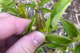 Why are my peppers starting to get black on them?