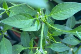 White fuzz on Cayenne